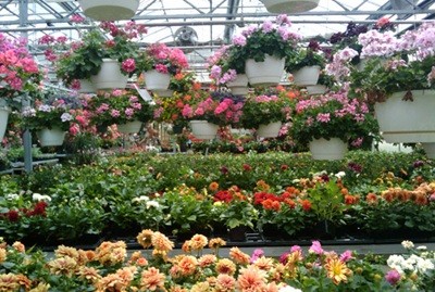 Piante e fiori ad alta crescita