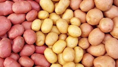 La solidità delle patate italiane