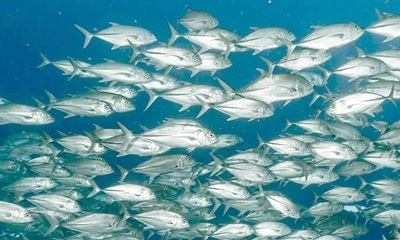 Tonno: aumenta la pesca sostenibile