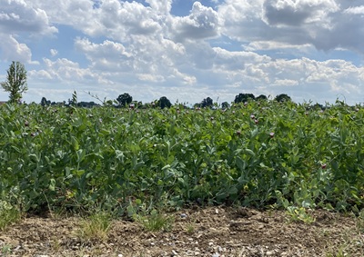 MartinoRossi e Gruppo Amadori insieme per una filiera proteica vegetale a basso impatto ambientale