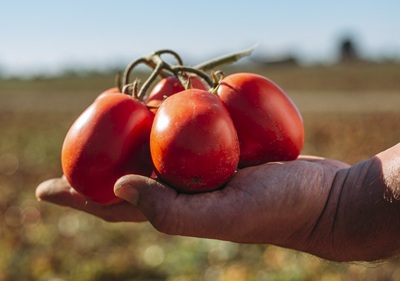 Più rese per il “Pomoindustria”