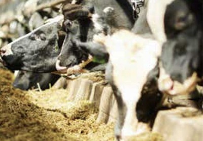 Altro anno di crescita per l’industria mangimistica italiana