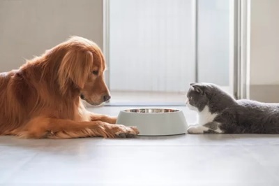 La spagnola Cotecnica acquisisce Life Pet Care