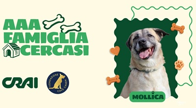 Crai e Fondazione Cave Canem ETS insieme per i cani in cerca di famiglia