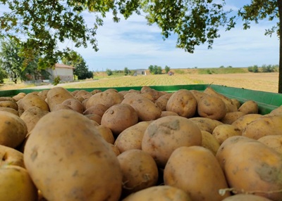 Borsa patate: impennata dei prezzi