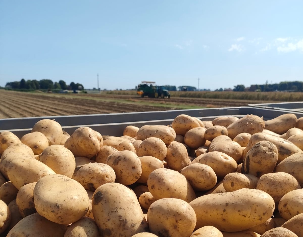 Borsa Patate: riferimento a 0,50 €/kg