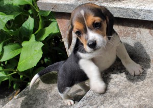 Purina: 8 pet owner su 10 online