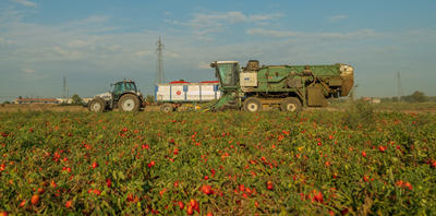 Gruppo Casalasco: campagna del pomodoro record