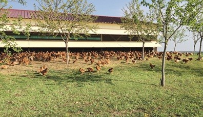 Il Campese Amadori, 25 anni di crescita e di valore per il territorio
