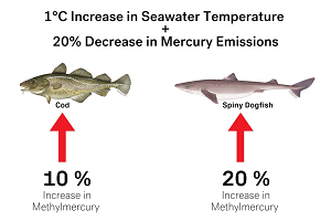 Aumentano i livelli di mercurio nel pesce