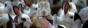 Il parere di Efsa sul benessere dei conigli