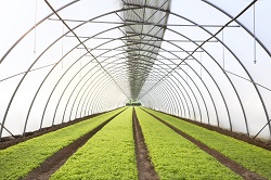 La Linea Verde e la sua filiera